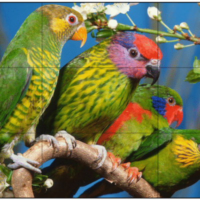 Màn hình ghép video LCD Elon 55 inch 1.8MM EL-DID5518